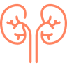 Kidney