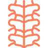 Spine